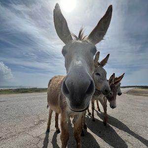 Meet your Posher, Michael